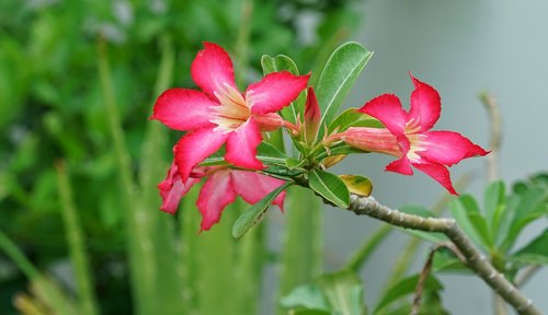 desert rose  mock azalea  impala lily