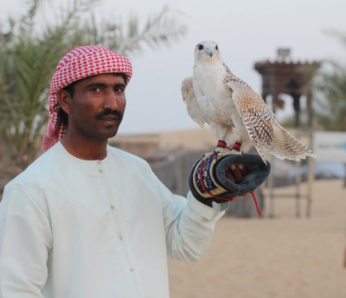 desert safari falconry falcon