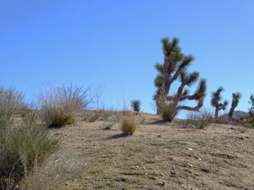 Desert Scenic Landscape
