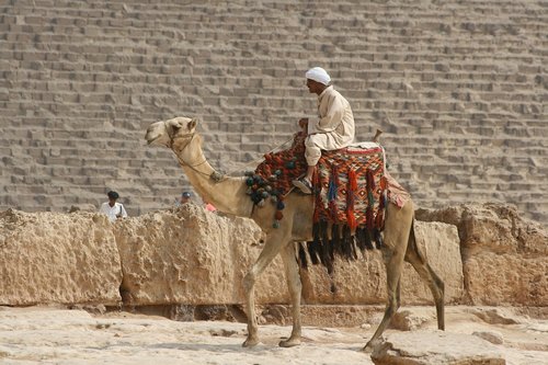 desert ship  camel  egypt