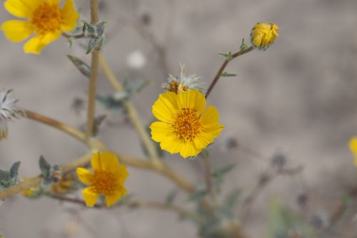 desert sunflower geraea canescens mojave