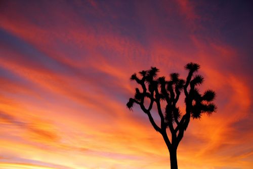 Desert Sunset