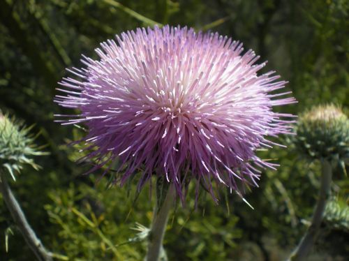 desert thistle thistle plant