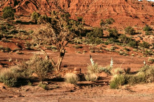 Desert Tree