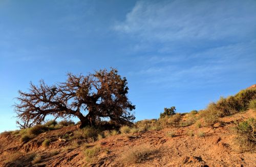 Desert Tree