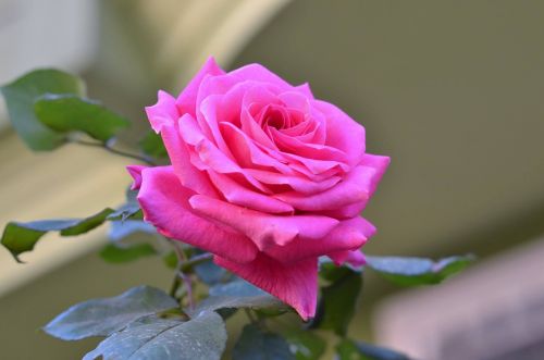 desire rose pink roses