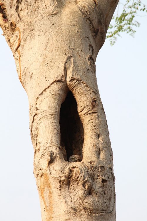 desktop trunk nature