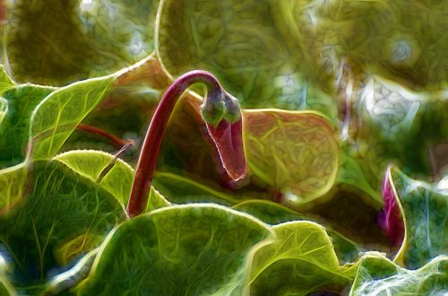 desktop leaf nature