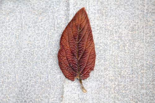 desktop nature leaf