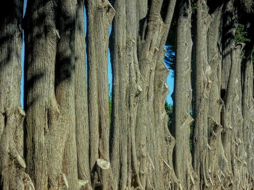 desktop  old  tree