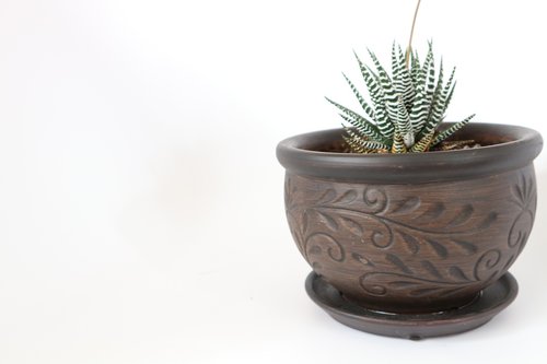 desktop  pot  succulent