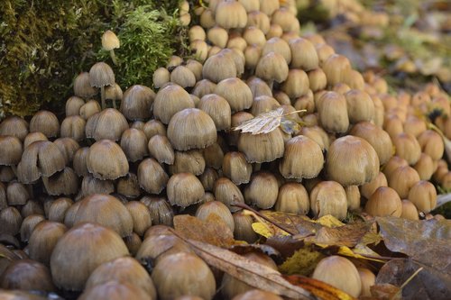 desktop background  mushroom