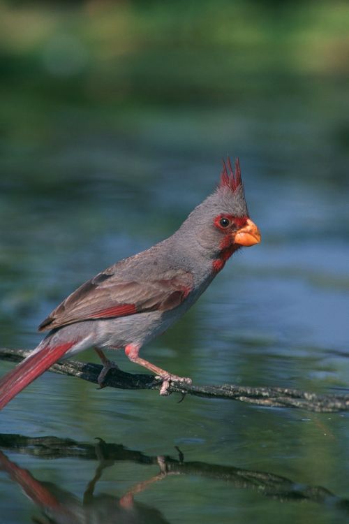 dessert cardinal bird redbird