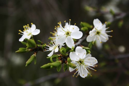 detail white flowers spring