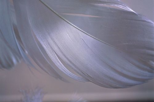 detail feather lightweight