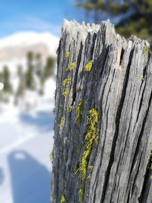 detail  lichen  mountain