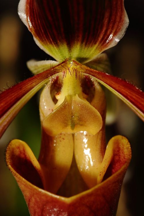 detail macro orchidea