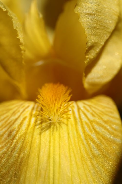 detail flower iris