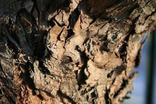 Detail Of Bark