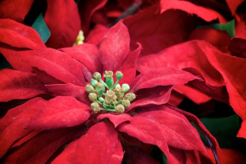 Detail Of Poinsettia