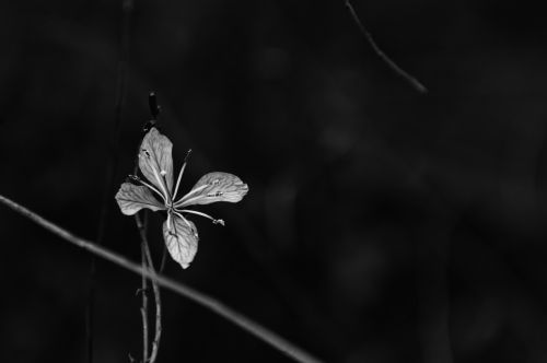 Detailed Flower In Black And White