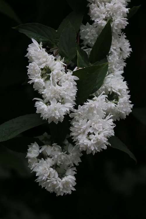 deutzia  shrub  white flowers