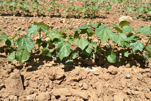 development  vegetative  cotton