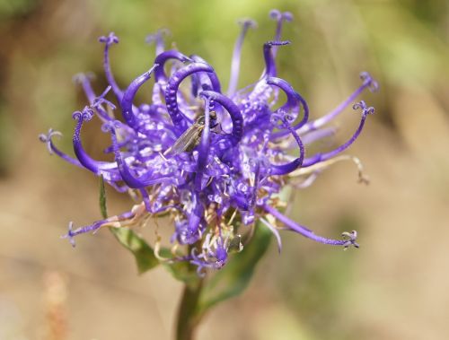 devil's claw alpine flower flower