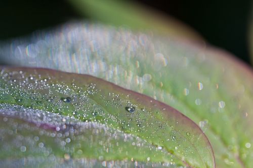 dew dewdrop morgentau