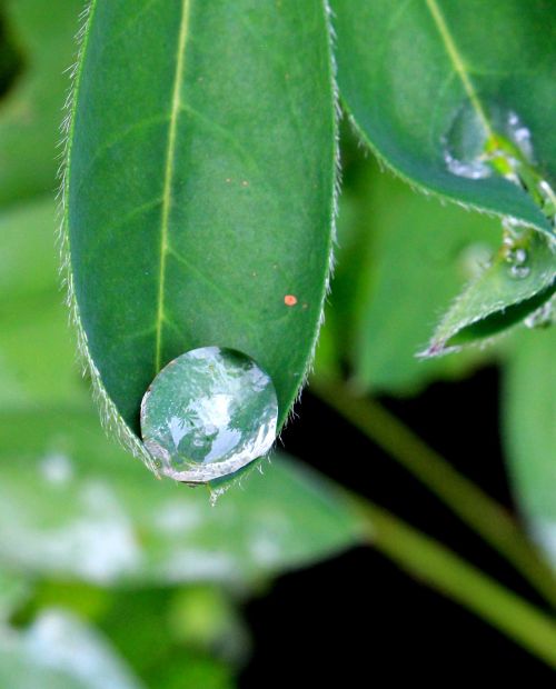 dew rain plant