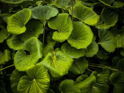 dew green leaves
