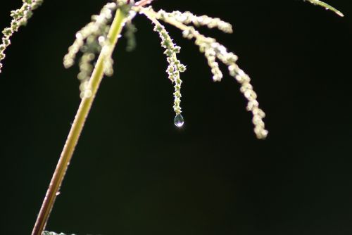 dew dewdrop containing