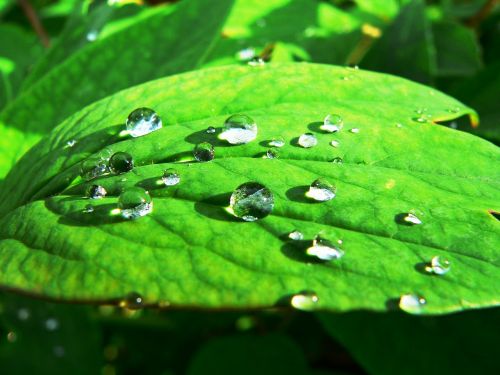 dew foliage nature