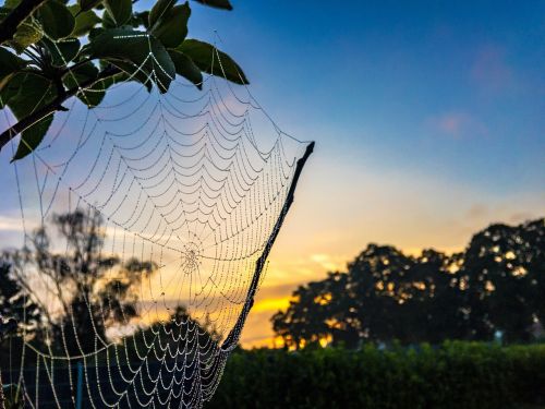 dew cobweb summer