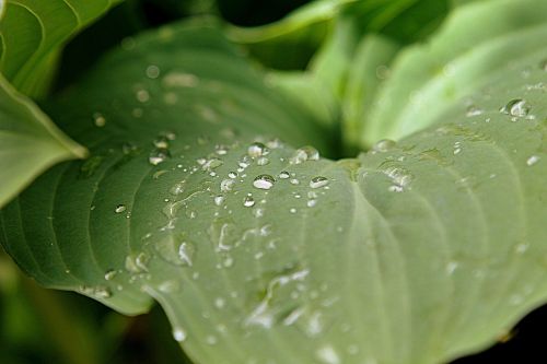 dew leaf spring