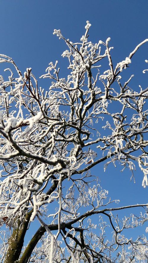 dew frost tree