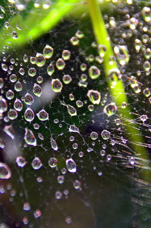 dew just add water water droplets