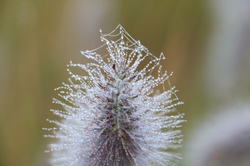 dew morning nature