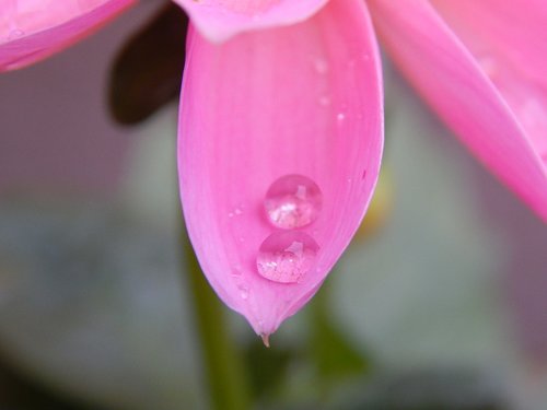 dew  flower  drop