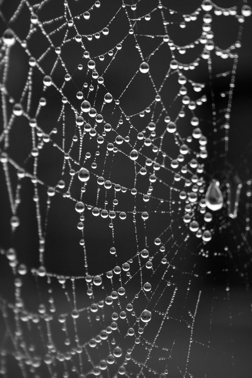 dew  spider web  dewdrops