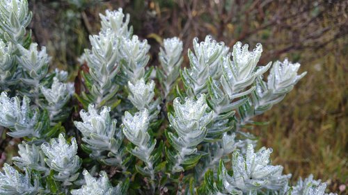 dew  plant  droplets