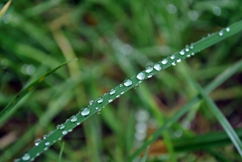 dew  drop of water  dewdrop