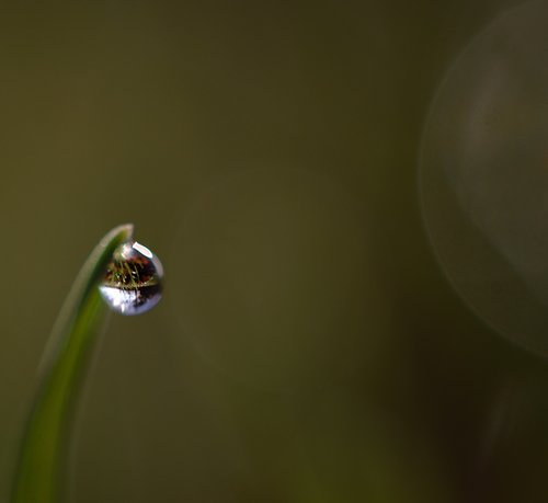 dew  drip  dewdrop