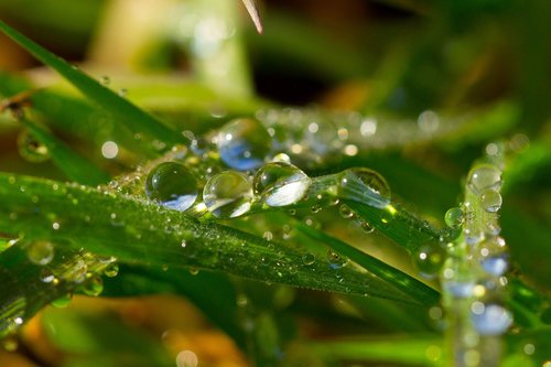 dew  water  plant