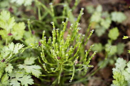 dew  dawn  nature