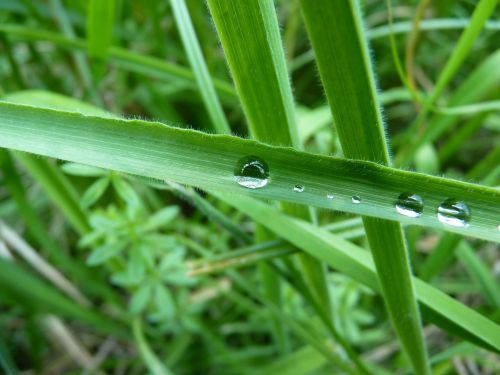 dew dewdrop grass green