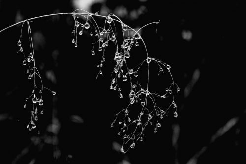 dew drops raindrop