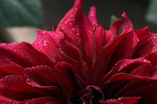 dew dahlia red