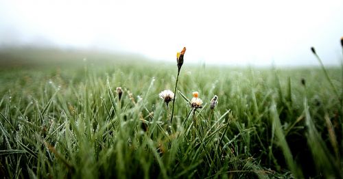 dew flower rush