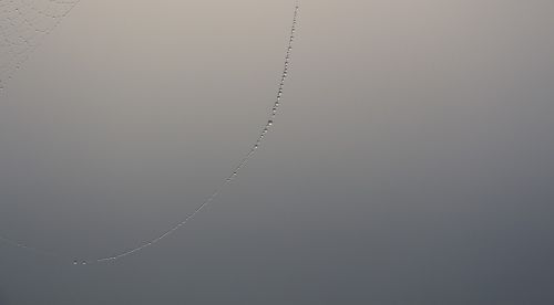 dew fog cobweb